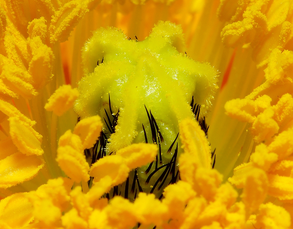 papaver nudicaule - Islandmohn 01