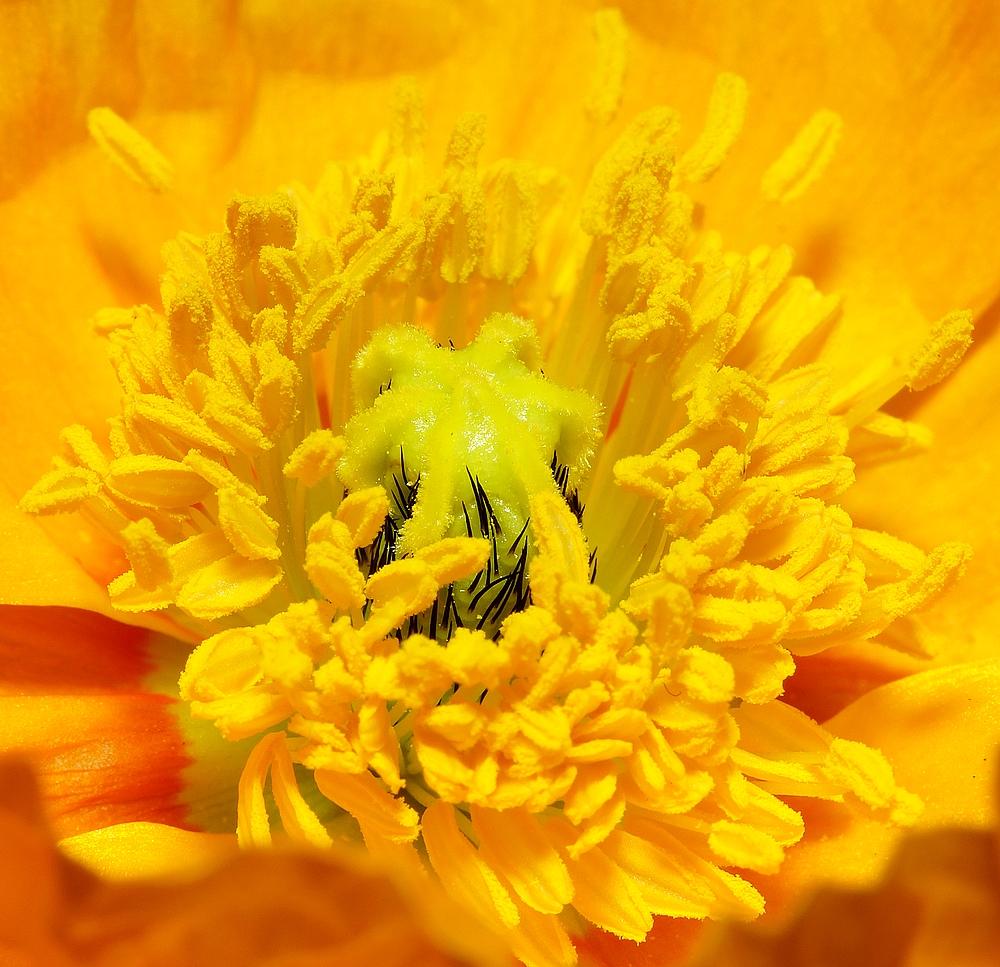 papaver nudicaule - Islandmohn 02