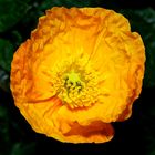 papaver nudicaule - Islandmohn 03