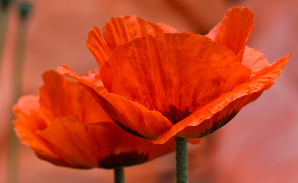 Papaver orientale...