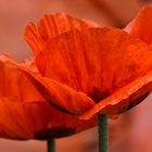 Papaver orientale...