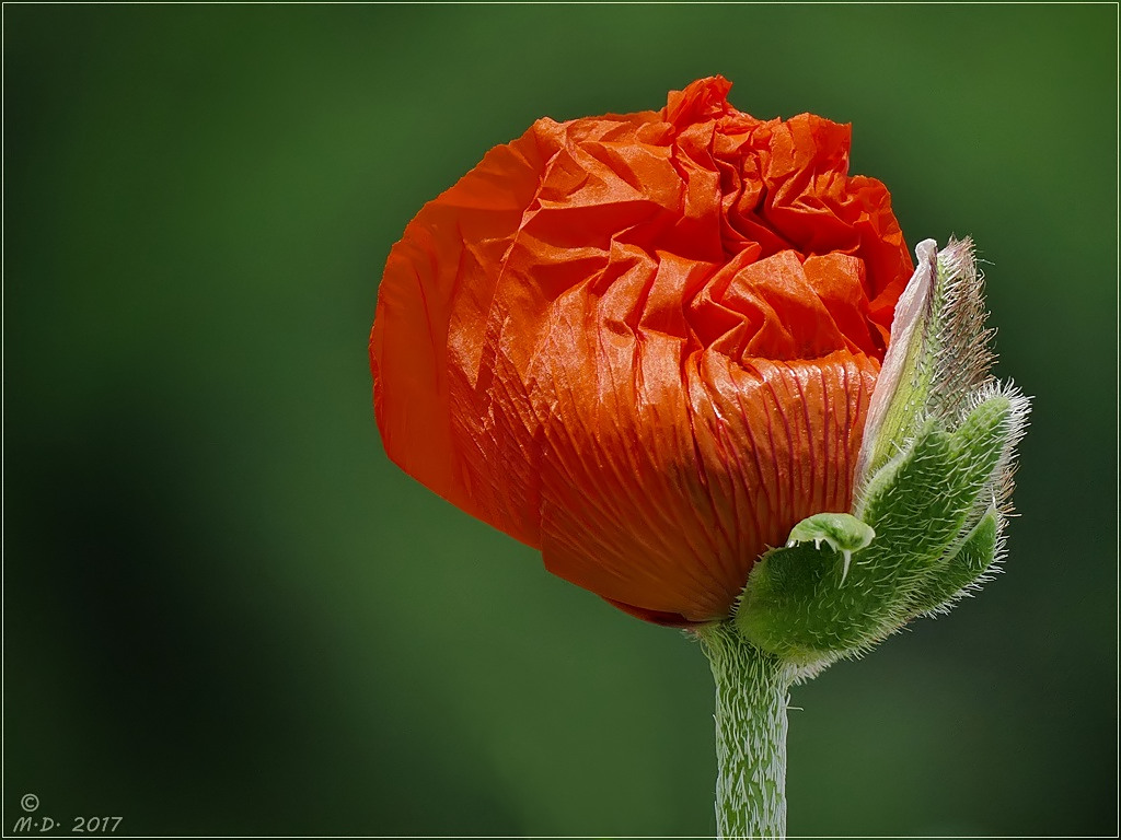 ''Papaver orientale '' 