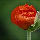 ''Papaver orientale '' 