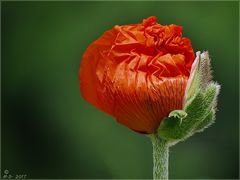 ''Papaver orientale '' 