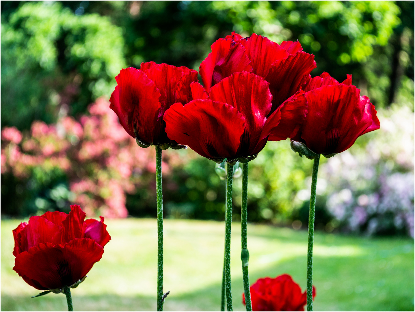 Papaver orientale, 2