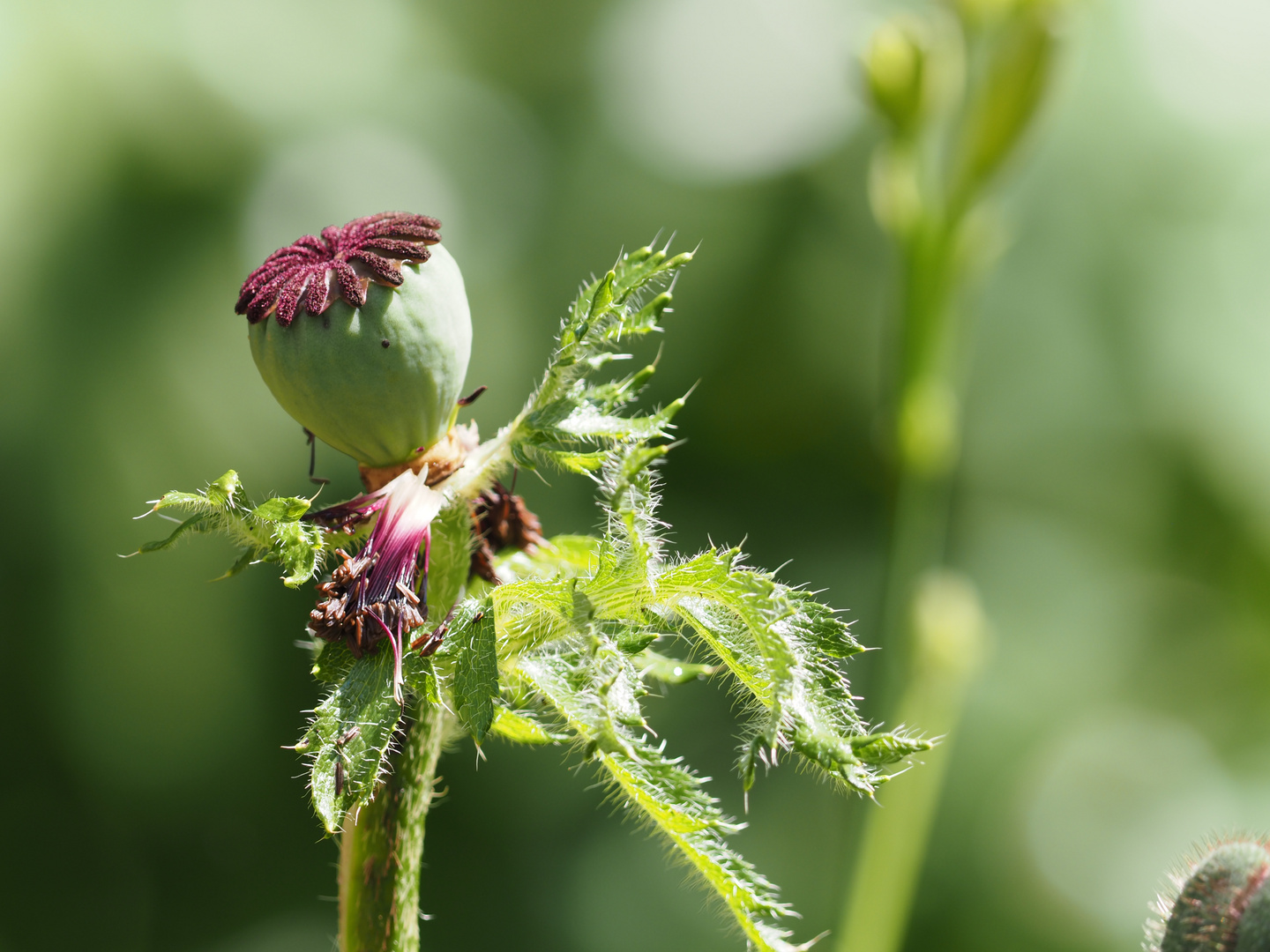 Papaver orientale - 2