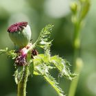 Papaver orientale - 2