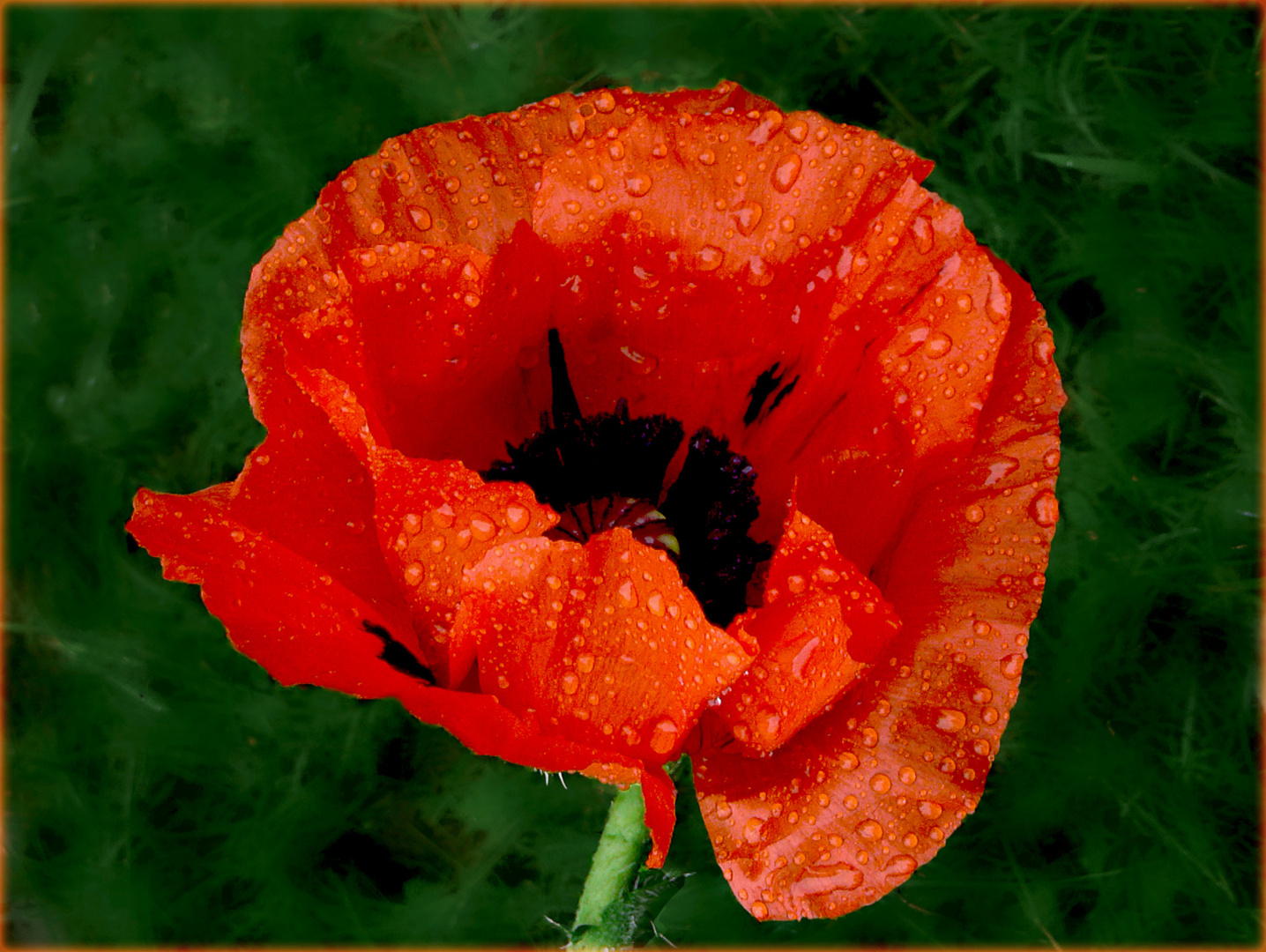 - Papaver orientale -