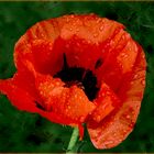 - Papaver orientale -