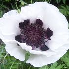 Papaver orientale