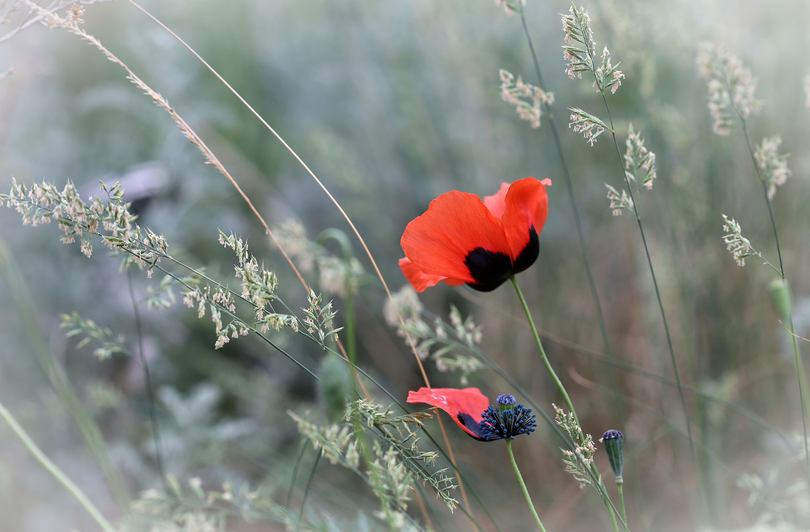 Papaver orientale