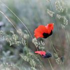 Papaver orientale