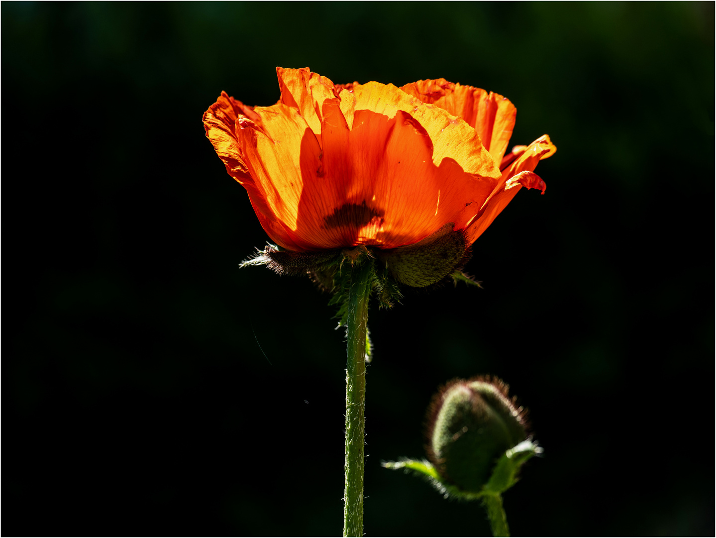 Papaver orientale