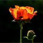 Papaver orientale