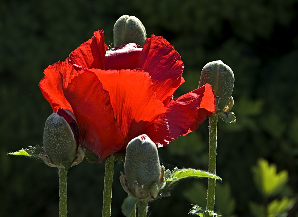 Papaver orientale