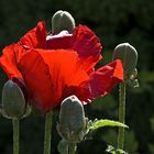 Papaver orientale