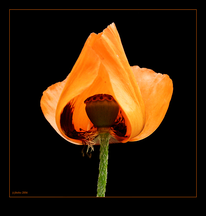  Papaver orientale