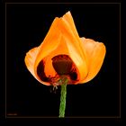  Papaver orientale