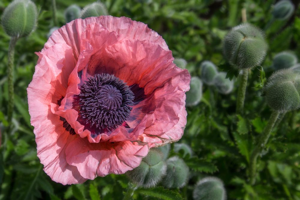 Papaver orientale