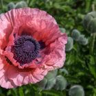 Papaver orientale