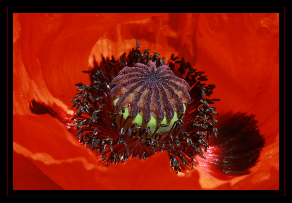 Papaver orientale