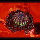 Papaver orientale