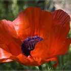 Papaver Orientale