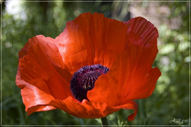 Papaver Orientale