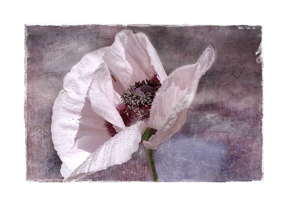 ~ Papaver orientale ~