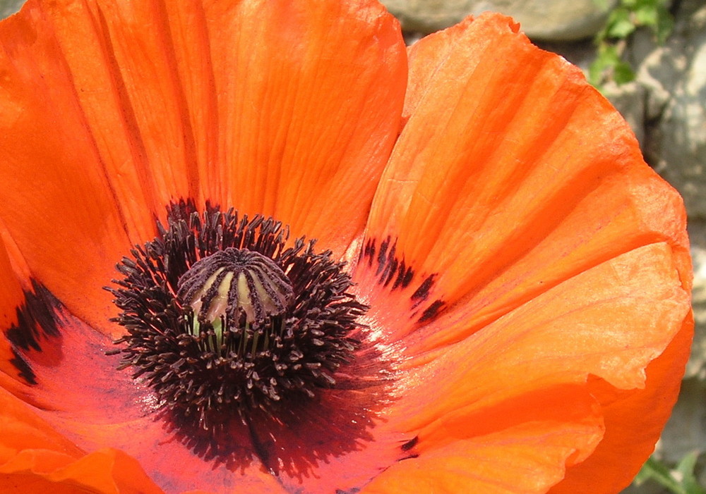 Papaver orientale