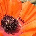 Papaver orientale