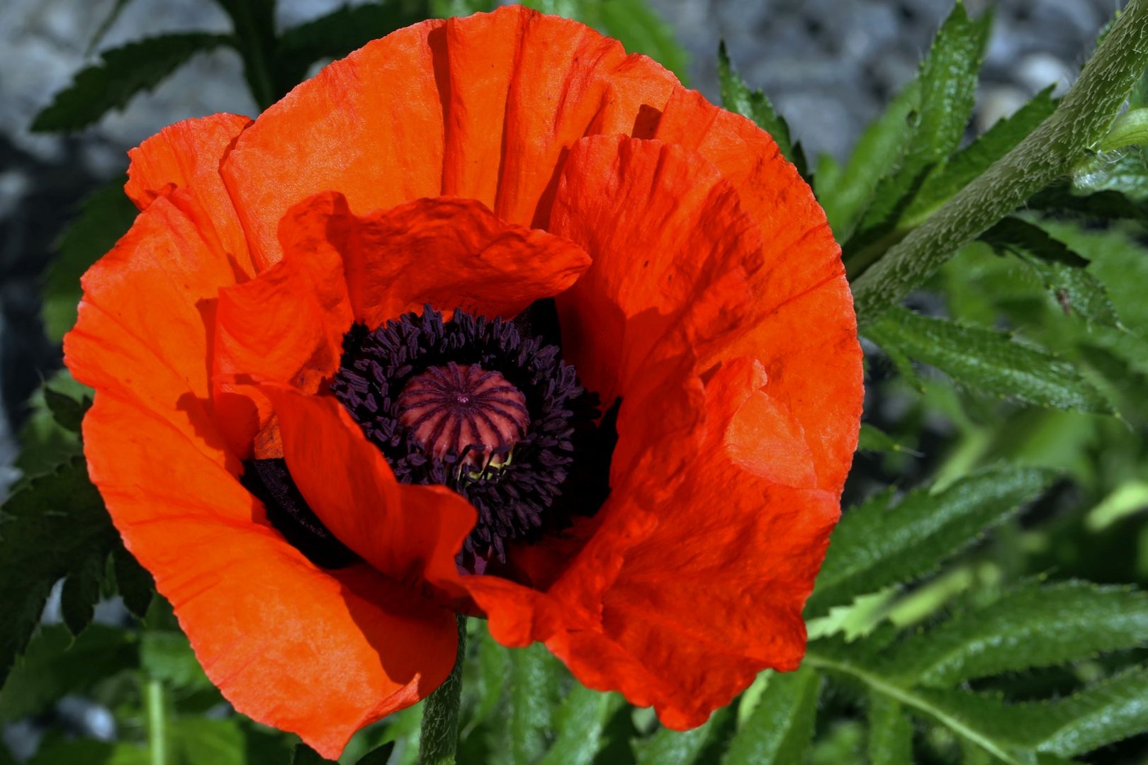 Papaver orientale