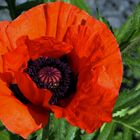 Papaver orientale