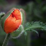 Papaver orientale