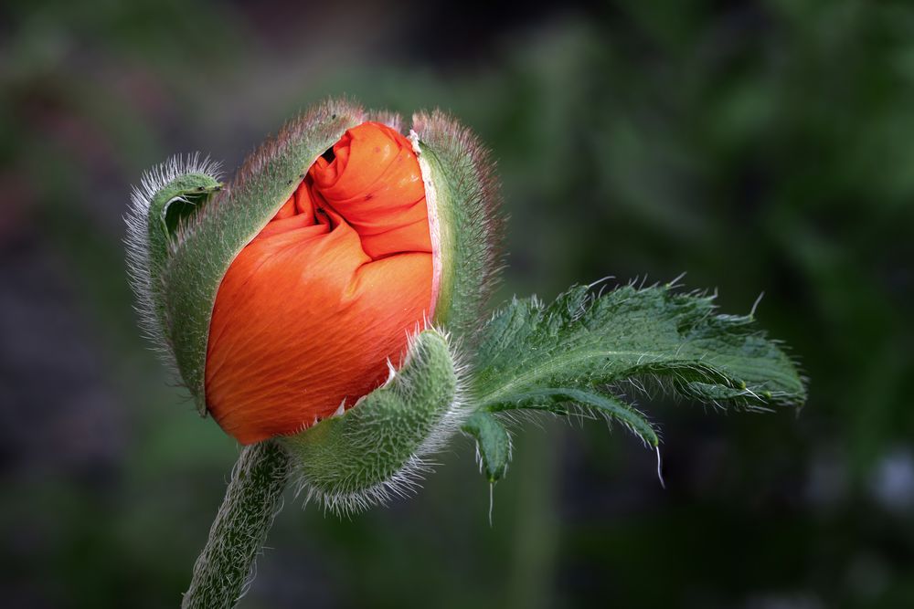 Papaver orientale