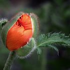 Papaver orientale