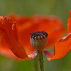 Papaver orientale