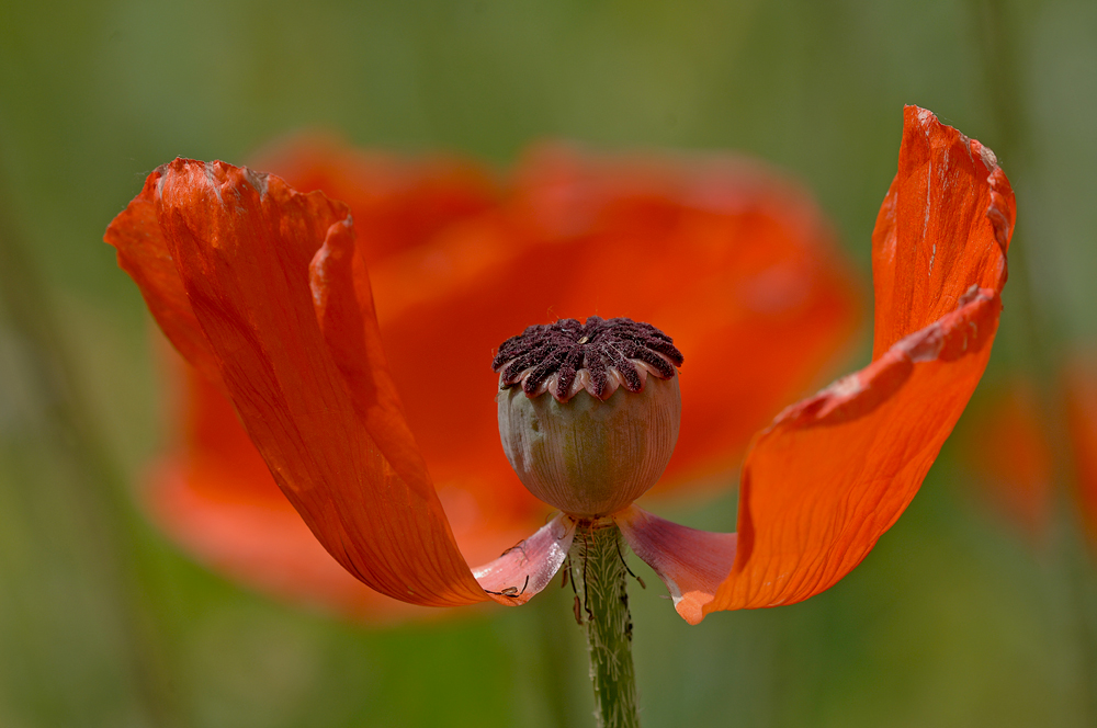 Papaver orientale