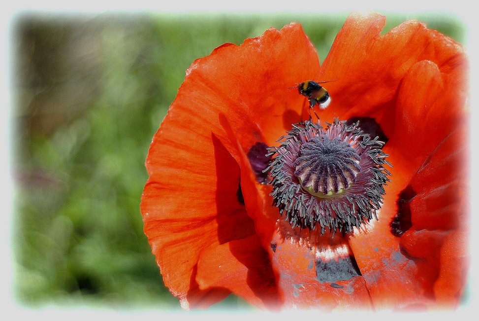 Papaver orientale