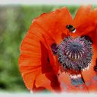 Papaver orientale