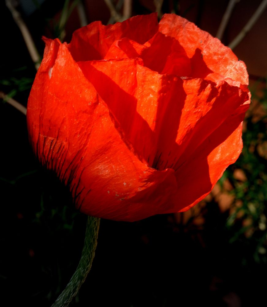 PAPAVER orientale dunkel-rot