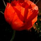 PAPAVER orientale dunkel-rot