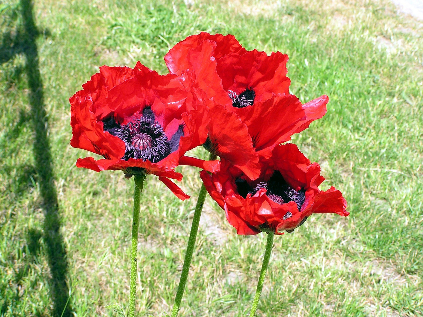 Papaver Orientale