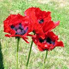 Papaver Orientale