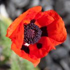 papaver orientale