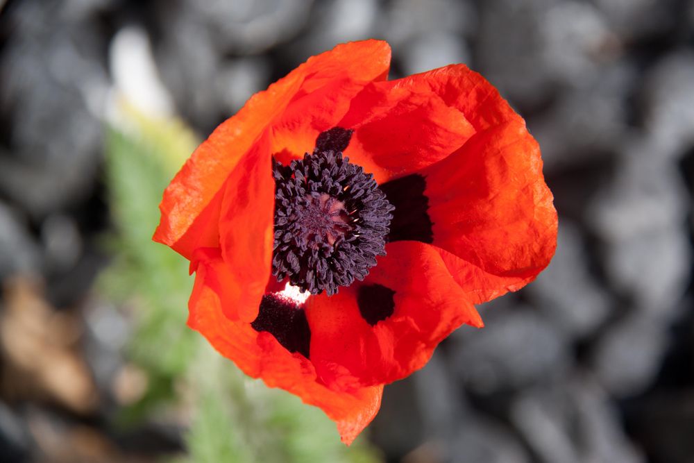 papaver orientale