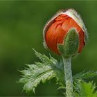 Papaver orientale mit Mütze