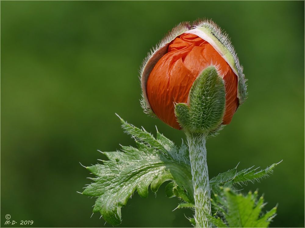 Papaver orientale mit Mütze