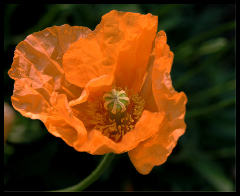 papaver orientale - Mohn