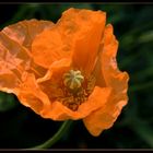 papaver orientale - Mohn